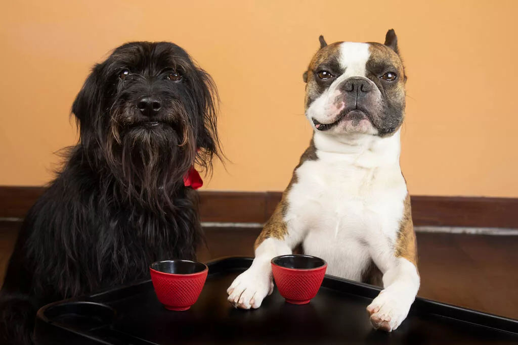 Boston Terrier with Dog Friend having tea