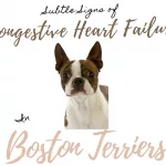 Attacked? 5 Essential Steps If Your Boston Terrier Is Targeted