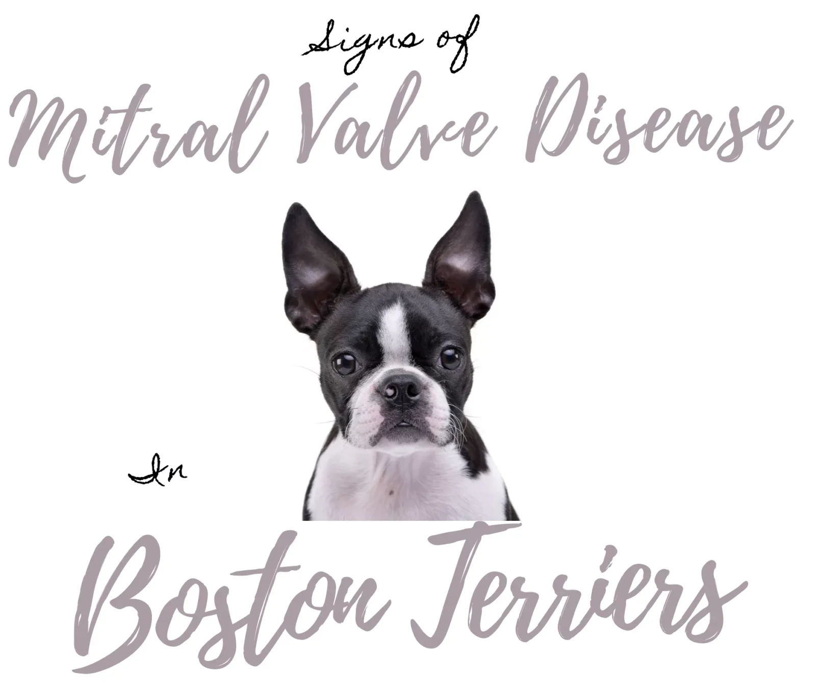 9 Key Signs of Mitral Valve Disease Every Boston Terrier Owner Should Know