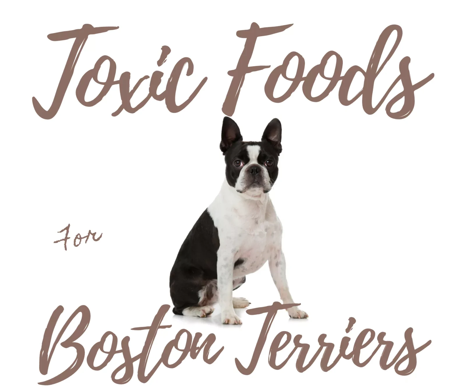 Top 11 Toxic, Dangerous Foods For Boston Terriers and First Aid Checklist if Eaten