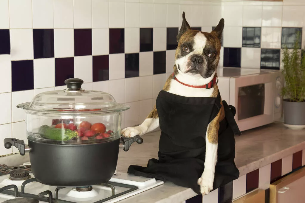 Boston Terrier in a black apron cooking vegetables in a steamer