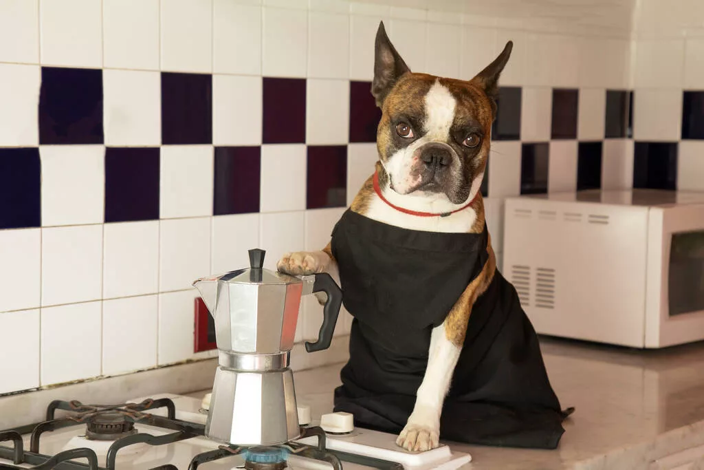 Boston Terrier in a black apron prepares coffee in a coffee maker