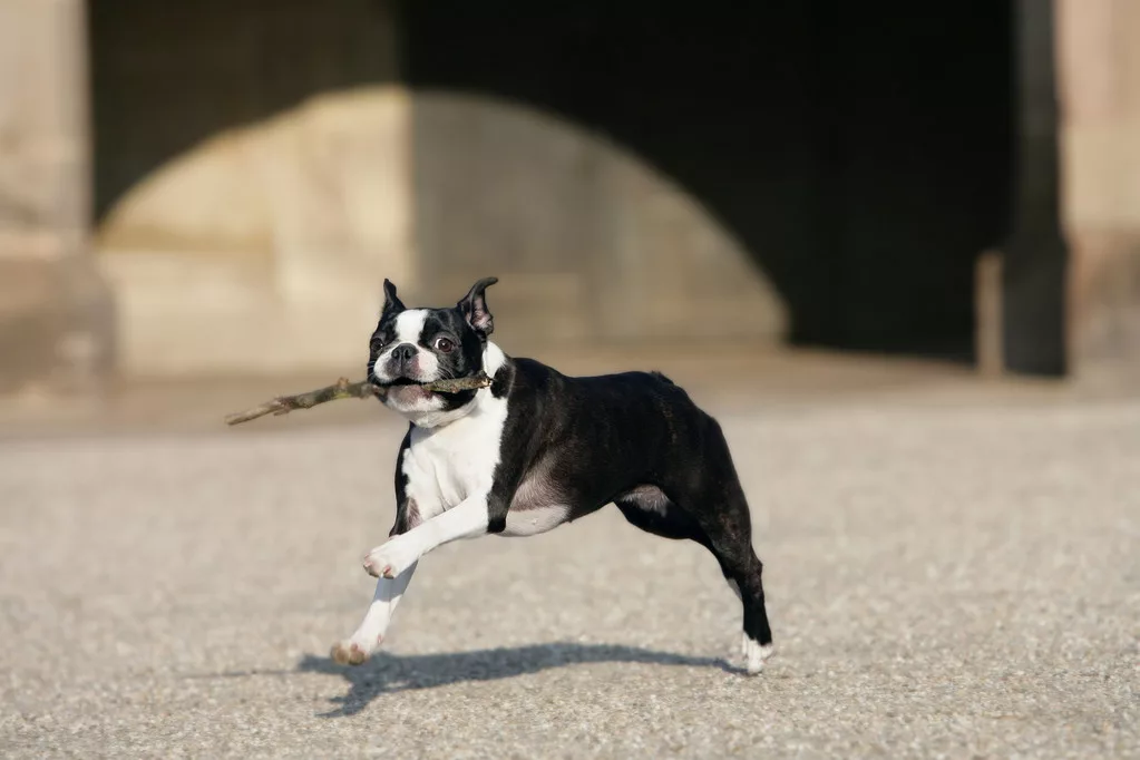 Boston Terrier running with stick