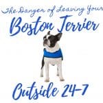 Top 11 Toxic, Dangerous Foods For Boston Terriers and First Aid Checklist if Eaten