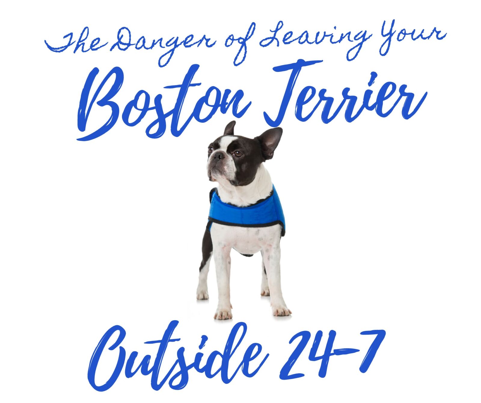 My Boston Terrier Endured Outside Isolation 24-7: The Danger of Leaving Your Dog Outdoors