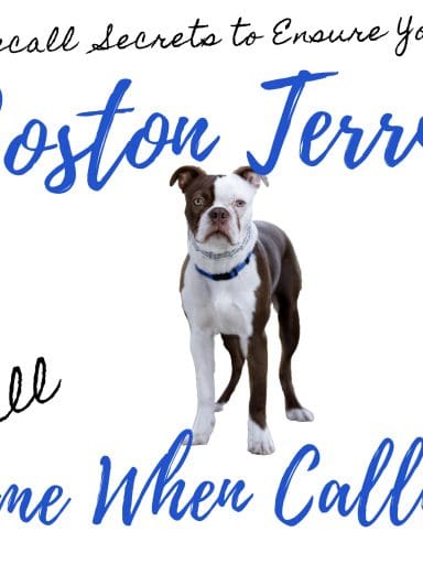 Mastering Recall: 9 Secrets to Training Your Boston Terrier to Come When Called — Every Time!