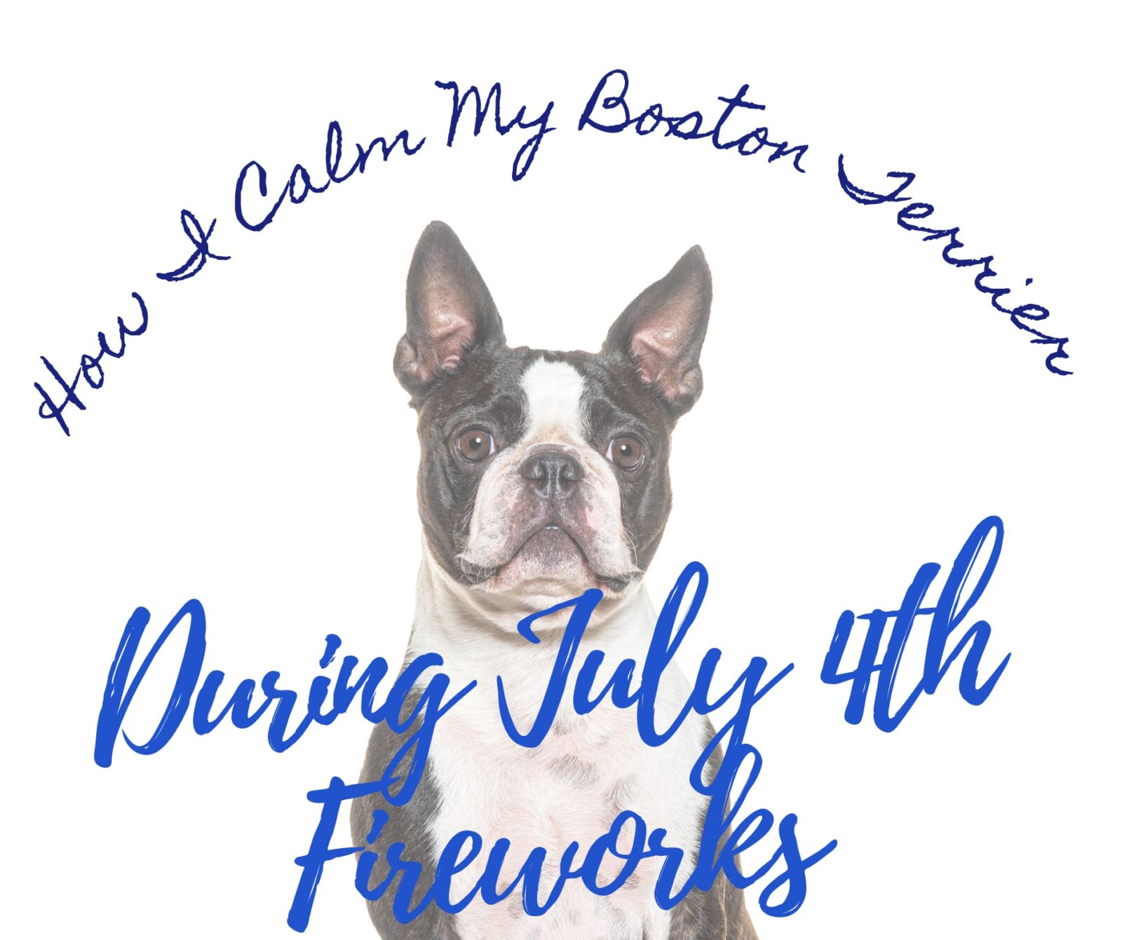 How I calm My Boston Terrier During July 4th Fireworks